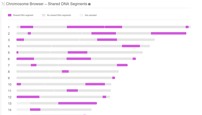 Cómo Usar Navegadores de Cromosomas para Genealogía